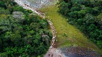 Pantanal, brazilsko čudo prirode